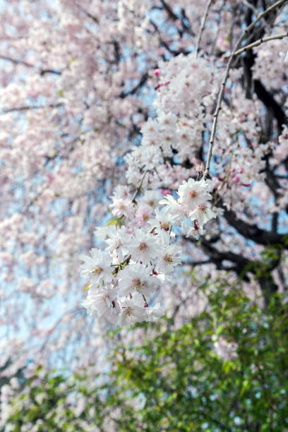 istock sakura cherry blossom tree in Gongendo park Japan. 953793142