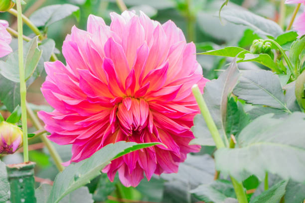 istock Beautiful flower blooming  in  spring day  by Macro lens . 953793174