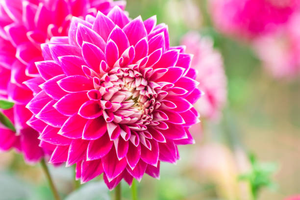 istock Beautiful flower blooming  in  spring day  by Macro lens . 953793276