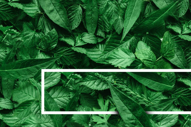 istock Creative layout of leaves with a paper border. Flat lay. Nature concept. 953793930