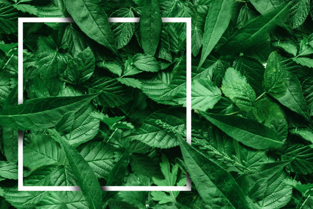 istock Creative layout of leaves with a paper border. Flat lay. Nature concept. 953793946