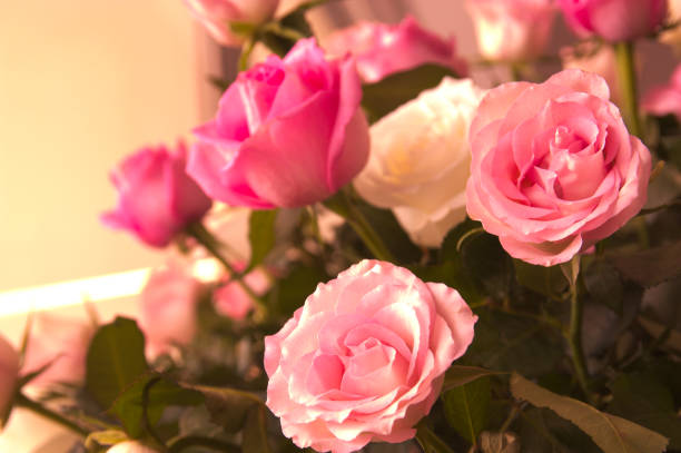istock Pink flowers of roses 953794466