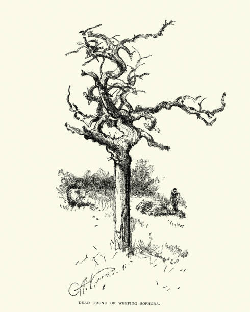 Vintage engraving of Dead trunk of a weeping Sophora tree, 19th Century