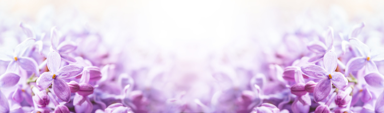 Romantic floral background with purple or violet lilac flowers.