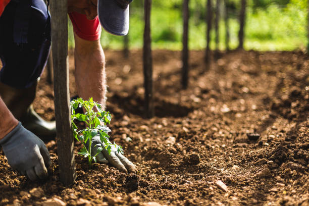 istock Farmer planting tomatoes in the garden 953795498
