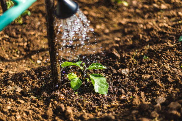 eggplant seedling watered from a watering can - gardening vegetable garden action planting imagens e fotografias de stock