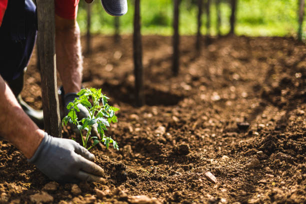 istock Man planting tomatoes in the garden 953795618