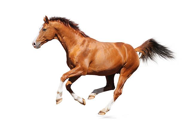 Gallop horse Sorrel trakehner stallion isolated on white arabian horse photos stock pictures, royalty-free photos & images