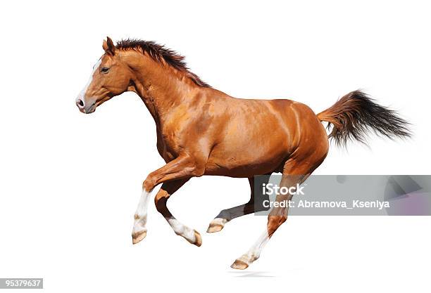 Gallop Horse Stock Photo - Download Image Now - Horse, White Background, Running