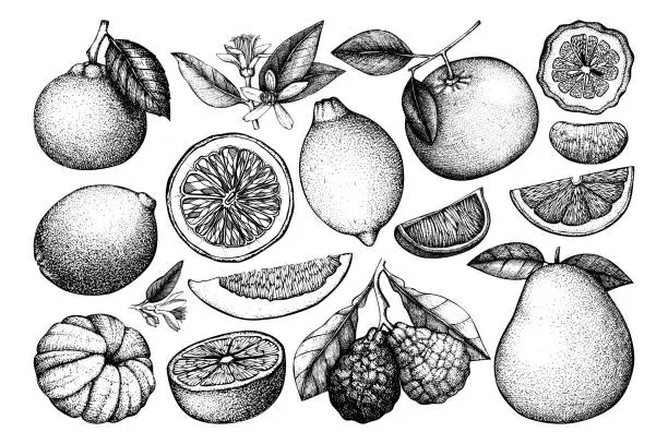 Vector illustration of Vector collection of hand drwn citrus fruits