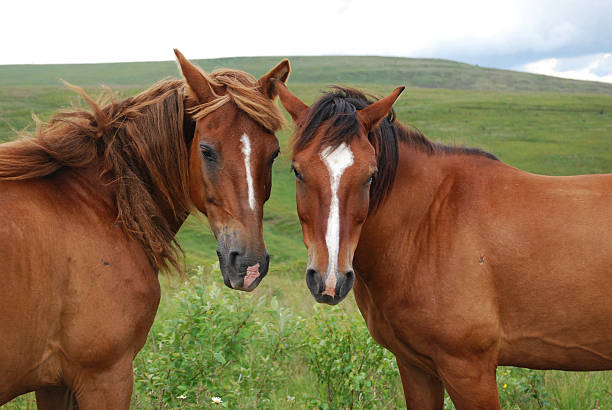 horse family portrait stock photo