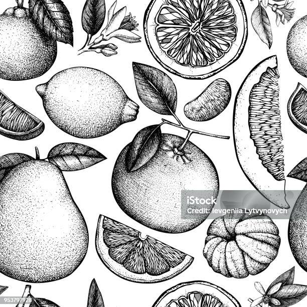 Seamless Citrus Fruits Pattern Stock Illustration - Download Image Now - Orange - Fruit, Engraving, Fruit