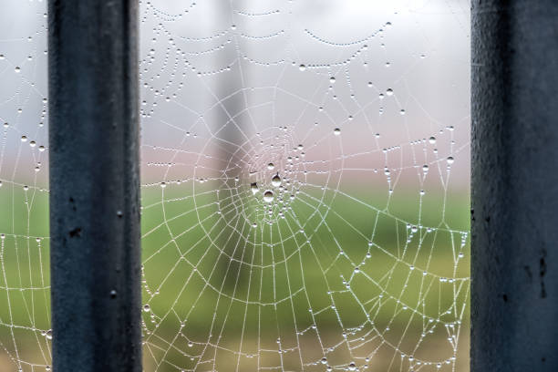 istock Spider web in the morning dew 953798938