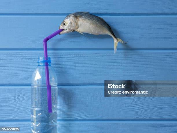 Fresh Dead Indian Mackeral Drinking Water From A Plastic Bottle With A  Plastic Straw Stock Photo - Download Image Now - iStock