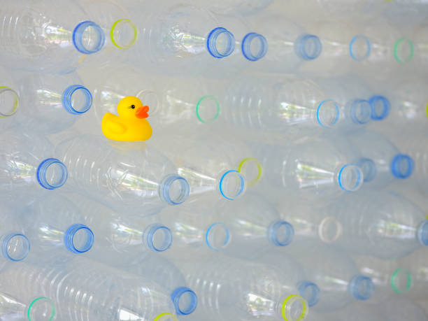 istock Many plastic purified drinking water bottles stacked up ready for recycling with a yellow rubber duck sitting on one bottle. 953799144