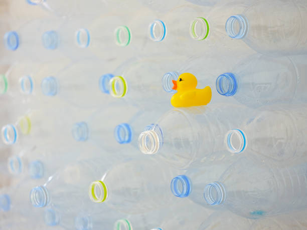 istock Many plastic purified drinking water bottles stacked up ready for recycling with a yellow rubber duck sitting on one bottle. 953799174
