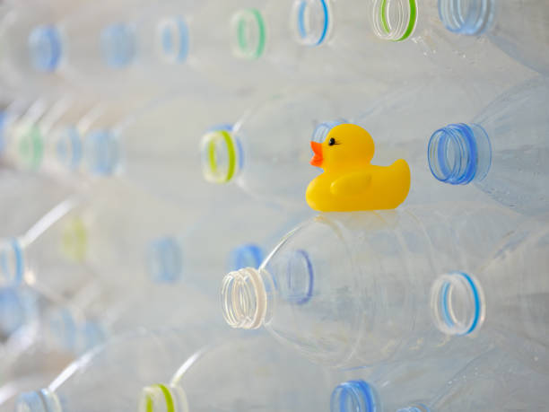 istock Many plastic purified drinking water bottles stacked up ready for recycling with a yellow rubber duck sitting on one bottle. 953799182