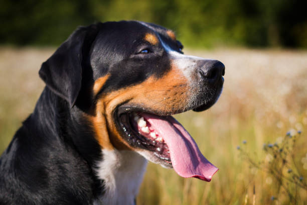 istock Great swiss mountain dog walking outdoors 953799310