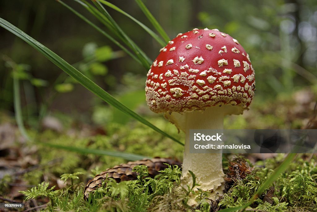 Fly agaric - Lizenzfrei Bildkomposition und Technik Stock-Foto