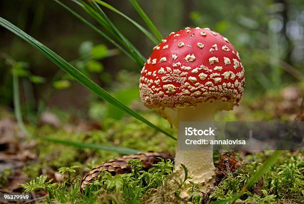 Fly Agaric Stockfoto und mehr Bilder von Bildkomposition und Technik - Bildkomposition und Technik, Farbbild, Fliegenpilz