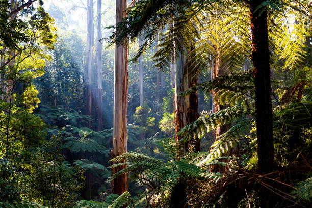 indigène australien rainforest - arbres d’eucalyptus et de fougères - australian landscape photos et images de collection