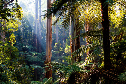 Native Australian rainforest - eucalyptus trees and ferns