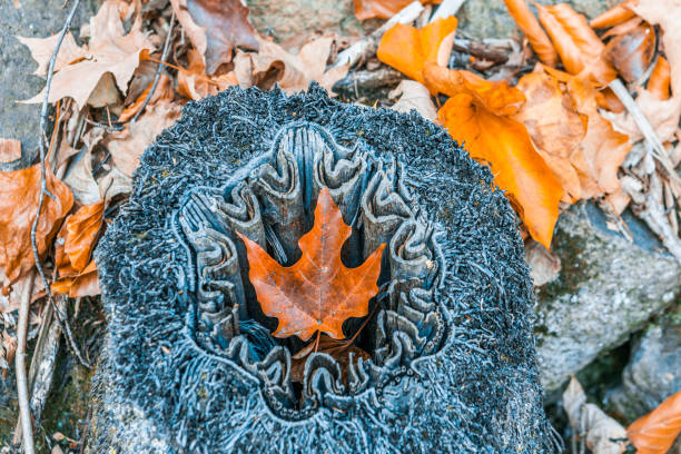 Orange autumn maple leaf laying in tree stump