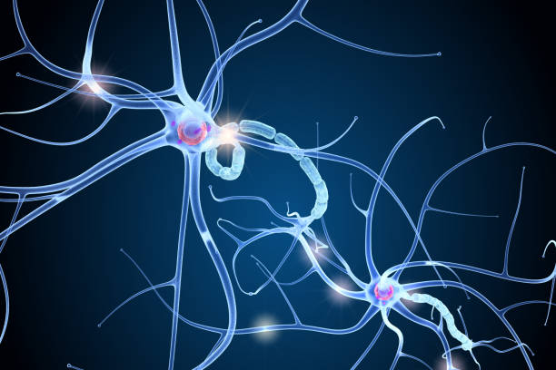 istock Nerve cell anatomy in details. 3D illustration 953800326