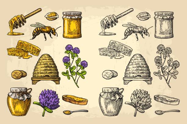 꿀 세트입니다. 꿀, 벌, 벌집, 클로버, 벌집 항아리 벡터 빈티지 새겨진된 그림 - 육각형 일러스트 stock illustrations