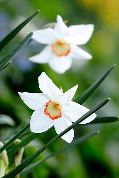 white daffodil stock photo