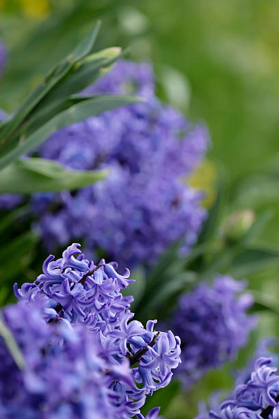beautiful blue spring flower stock photo