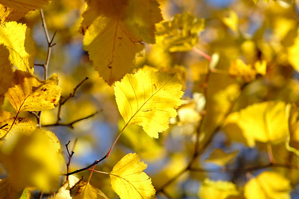 autumn leaf abstract background stock photo