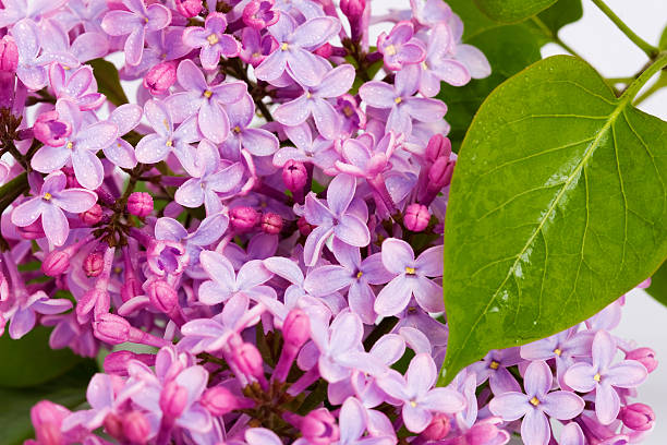 lilac  flowers stock photo