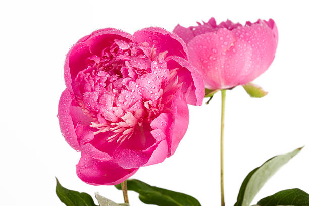 Pink peony with water drops stock photo