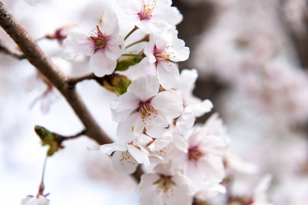 istock Beautiful cherry blossom sakura in spring time. 953803746
