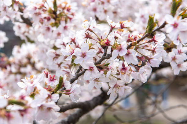 istock Beautiful cherry blossom sakura in spring time. 953803792