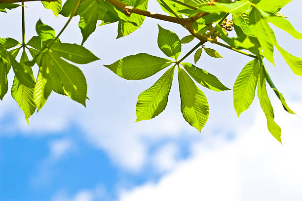 green leaves on blue sky stock photo
