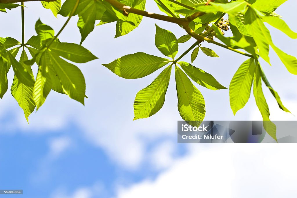 Folhas verdes em céu azul - Foto de stock de Abstrato royalty-free