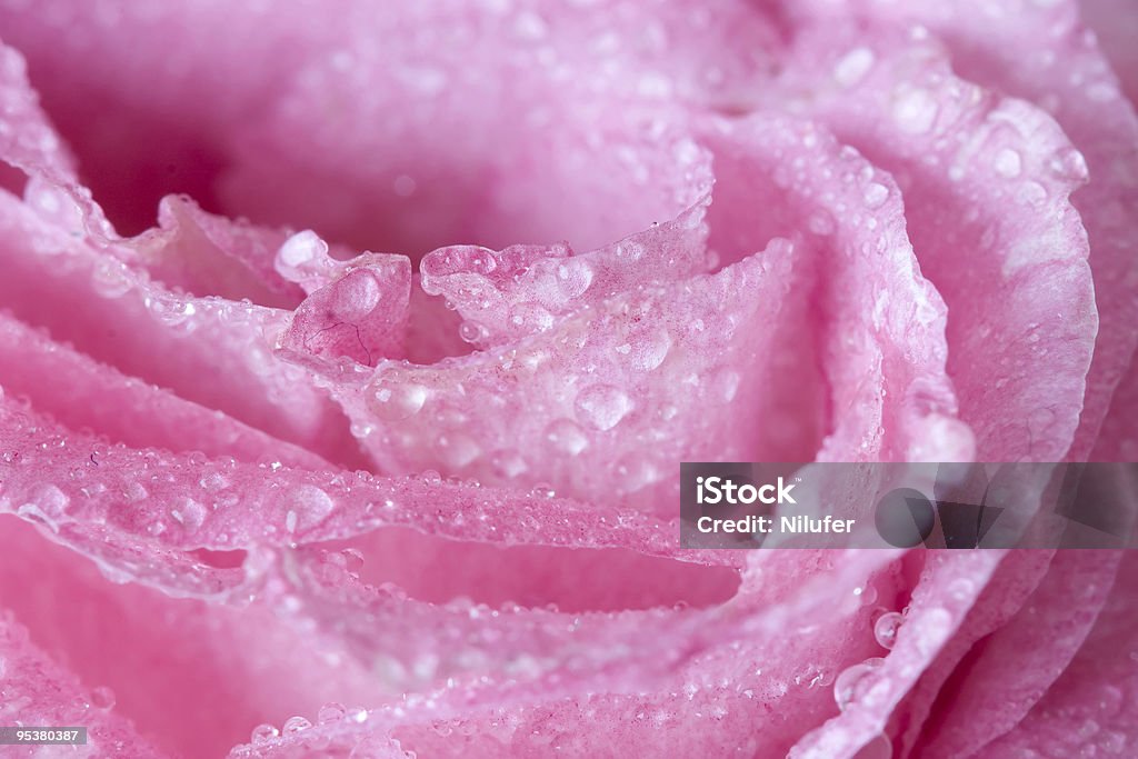 macro fiore di bagnato - Foto stock royalty-free di Affettuoso