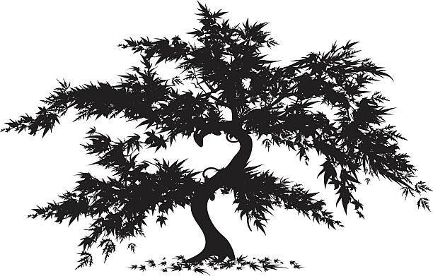 illustrations, cliparts, dessins animés et icônes de érable du japon - maple tree tree silhouette vector