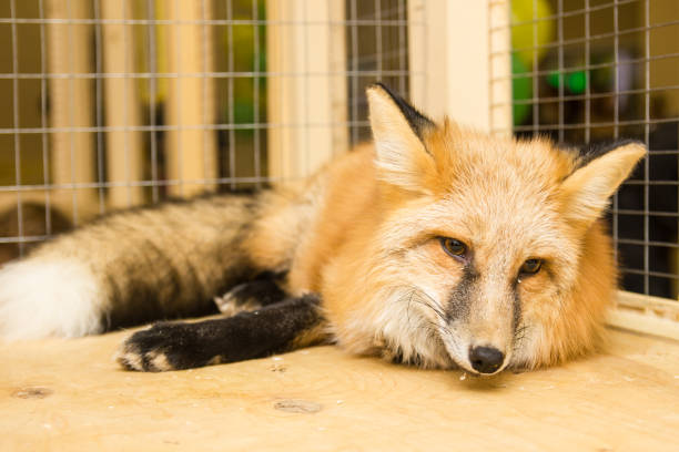 istock Fox in the petting zoo 953810700