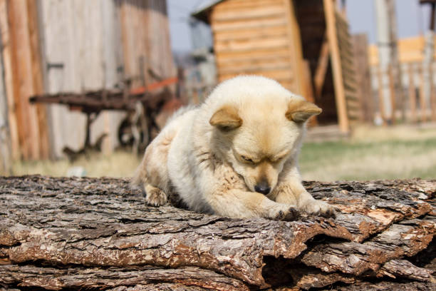 istock little red dog is guarding the territory 953810800