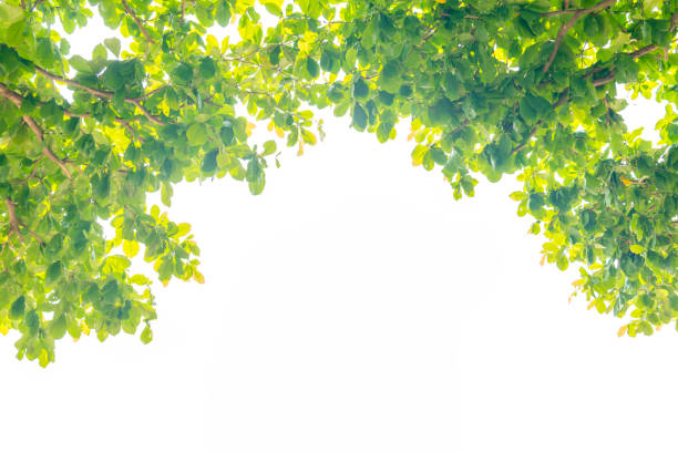 istock Green leaves isolated on white background. with copy space for your text message or content 953811384