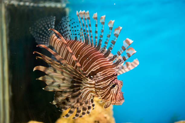 istock lionfish, pterois volitans 953811444