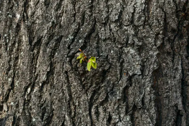 Texture of the bark of a tree and a sprout of a new leaf. Desktop wallpapers or backgrounds for images.