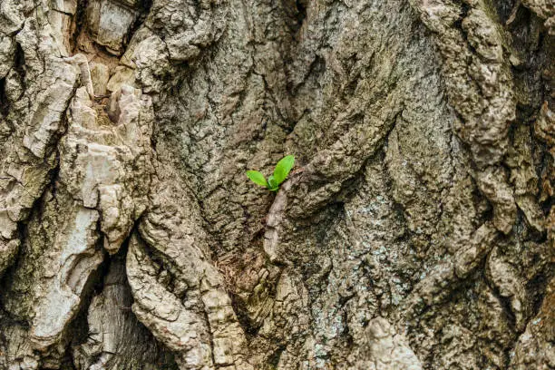 Texture of the bark of a tree and a sprout of a new leaf. Desktop wallpapers or backgrounds for images.