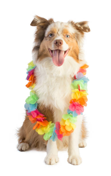 istock american shepherd with flower necklace 953815350