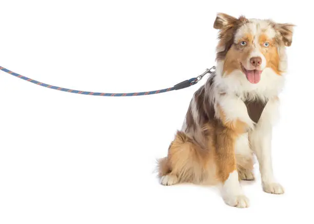 american shepherd seated and leashed with a harness on white background