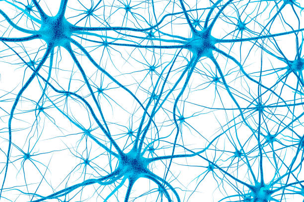 cellula cerebrale. rendering 3d - sensory perception human nervous system healthcare and medicine nerve cell foto e immagini stock