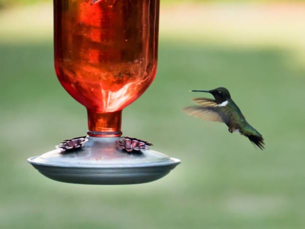 istock Hummingbird in Flight at Feeder during Springtime 2 953816258